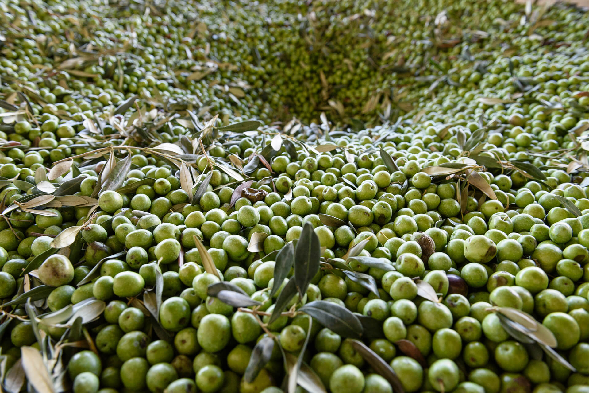 Olio Extravergine dal Produttore: Perché Sceglierlo e Come Comprare Online