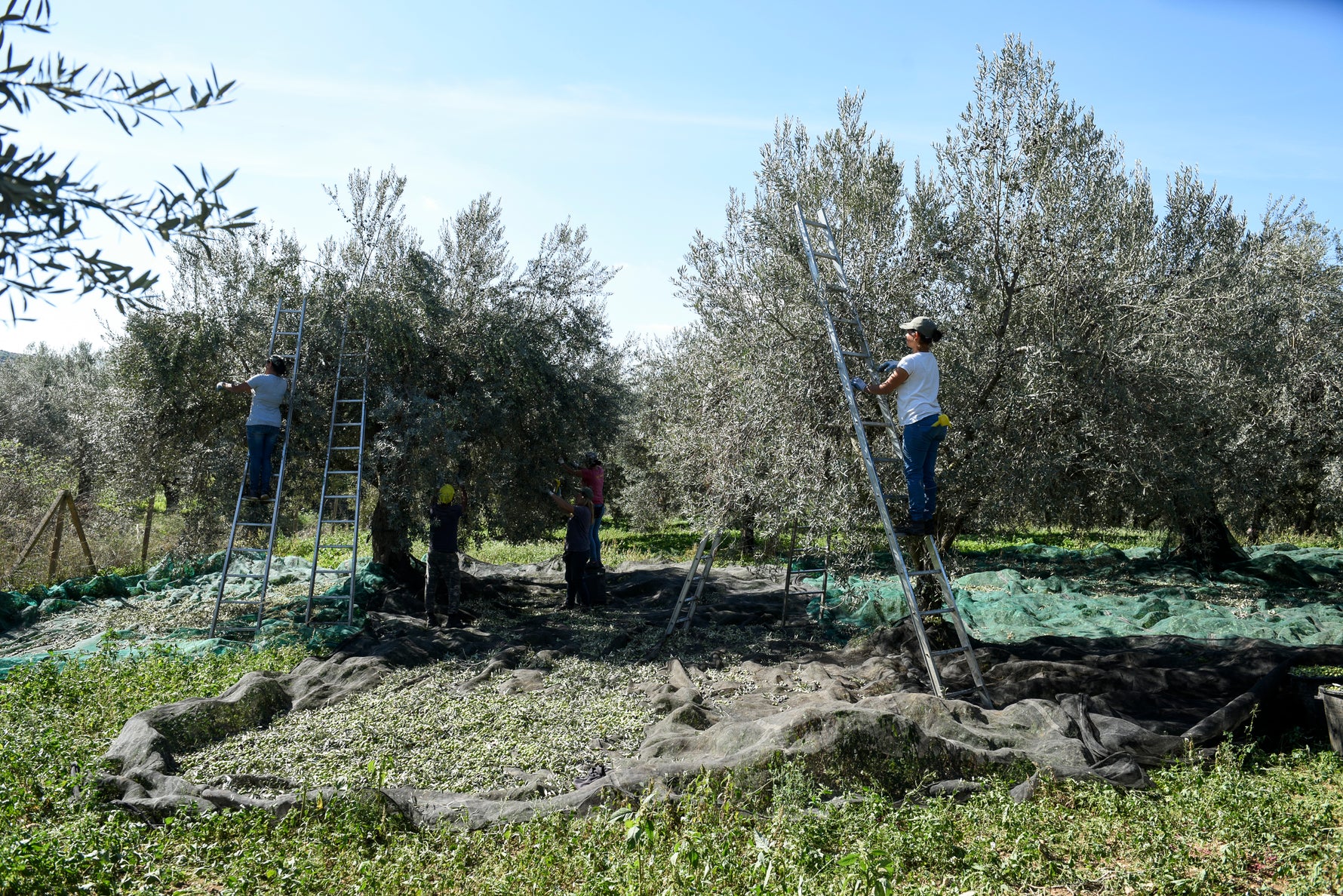 Biancolilla: Caratteristiche dell'Olio, Profilo Sensoriale e Abbinamenti in Cucina